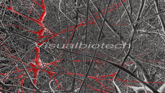 neurons