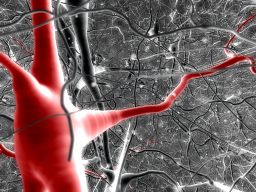 neurons